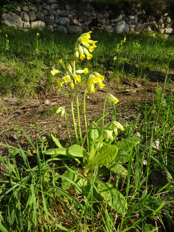 cultivar di P. vulgaris, Primula vulgaris e Primula veris